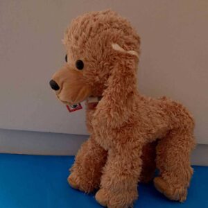 Toy Poodle L